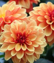 Nancy Thatcher Wells